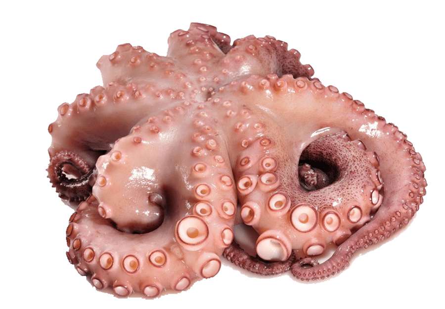 Octopus অক্টপাস - 1.2-1.5 kg Size - 1 kg Pack