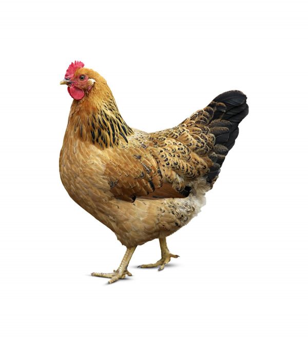 Deshi Chicken দেশি মুরগি - 1.2 kg-1.8kg - 1 kg Pack