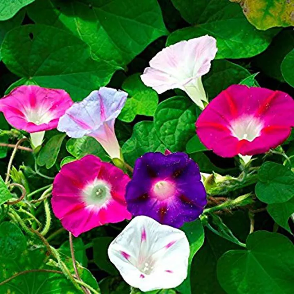 Morning Glory Flower Seeds - 10Pcs