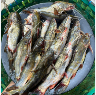 Satkhirar Tengra Fish সাতক্ষীরার টেংরা - 10-15 Pcs - 1kg