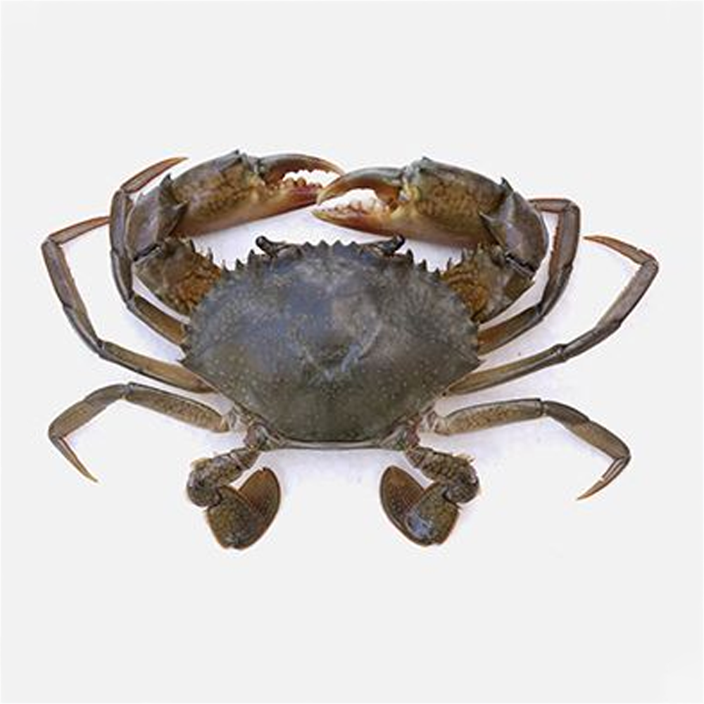 Sundarbans Whole Mud Crab - 1 Kg