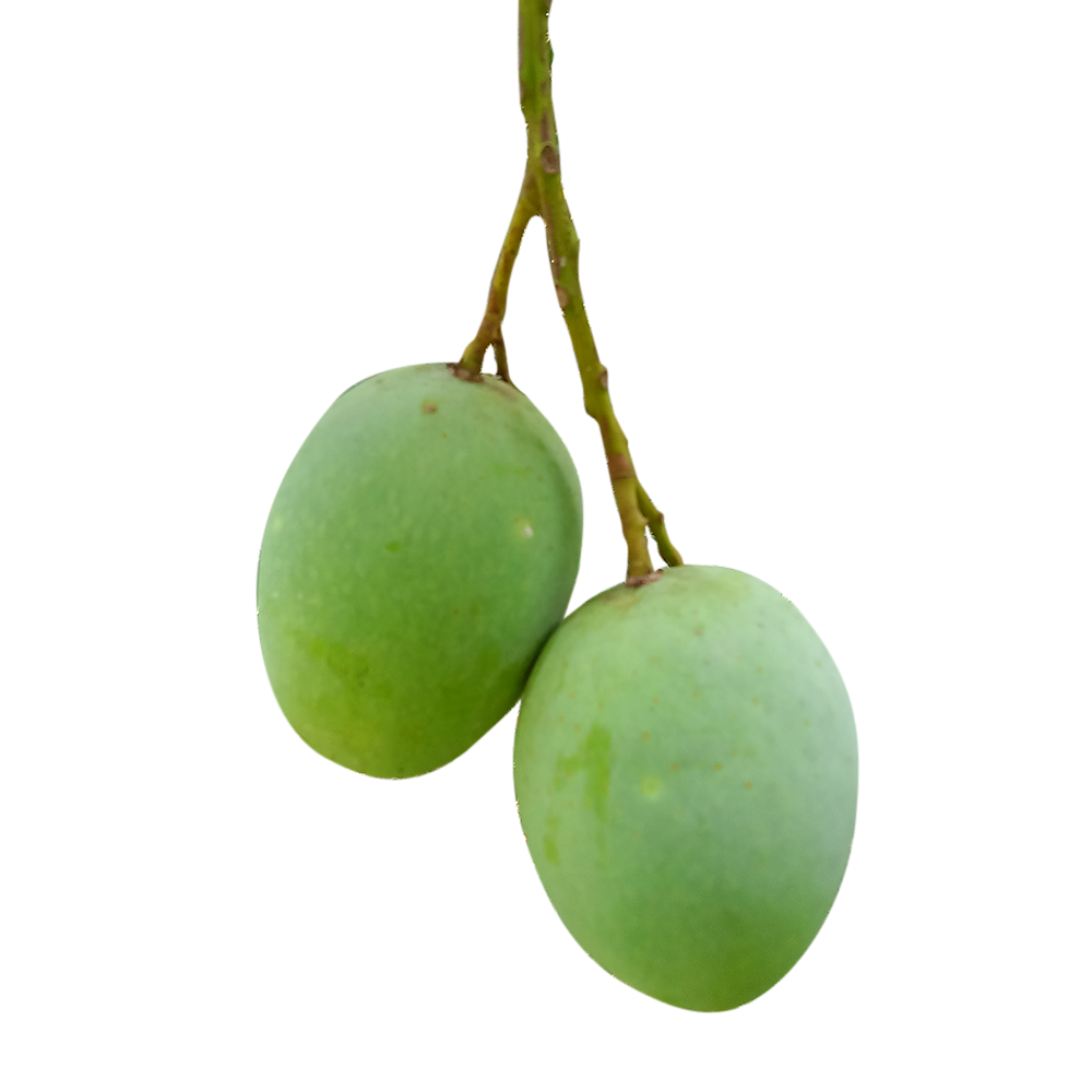 Langra Mango - 25 Kg