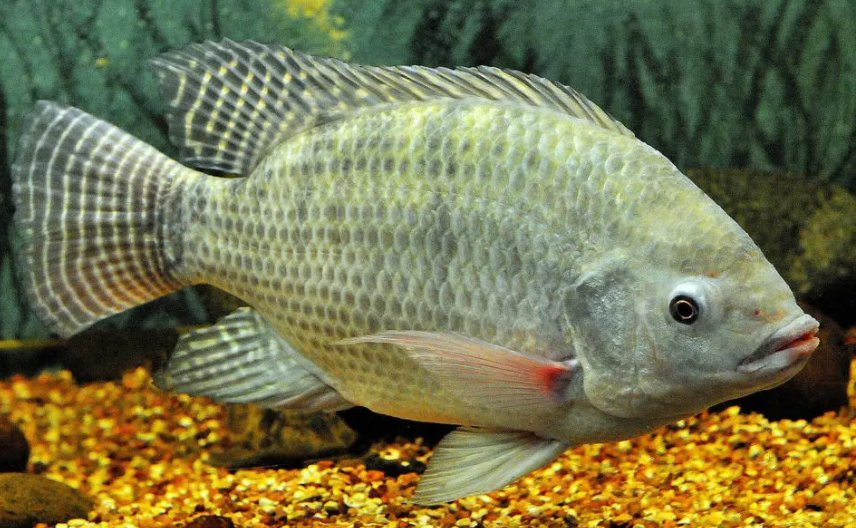 Telapiya তেলাপিয়া - 4-5 Pcs - 1 kg