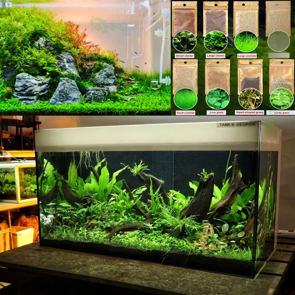 Combo of 7 Type Aquarium Plant Grass Seed - 700+ Seeds