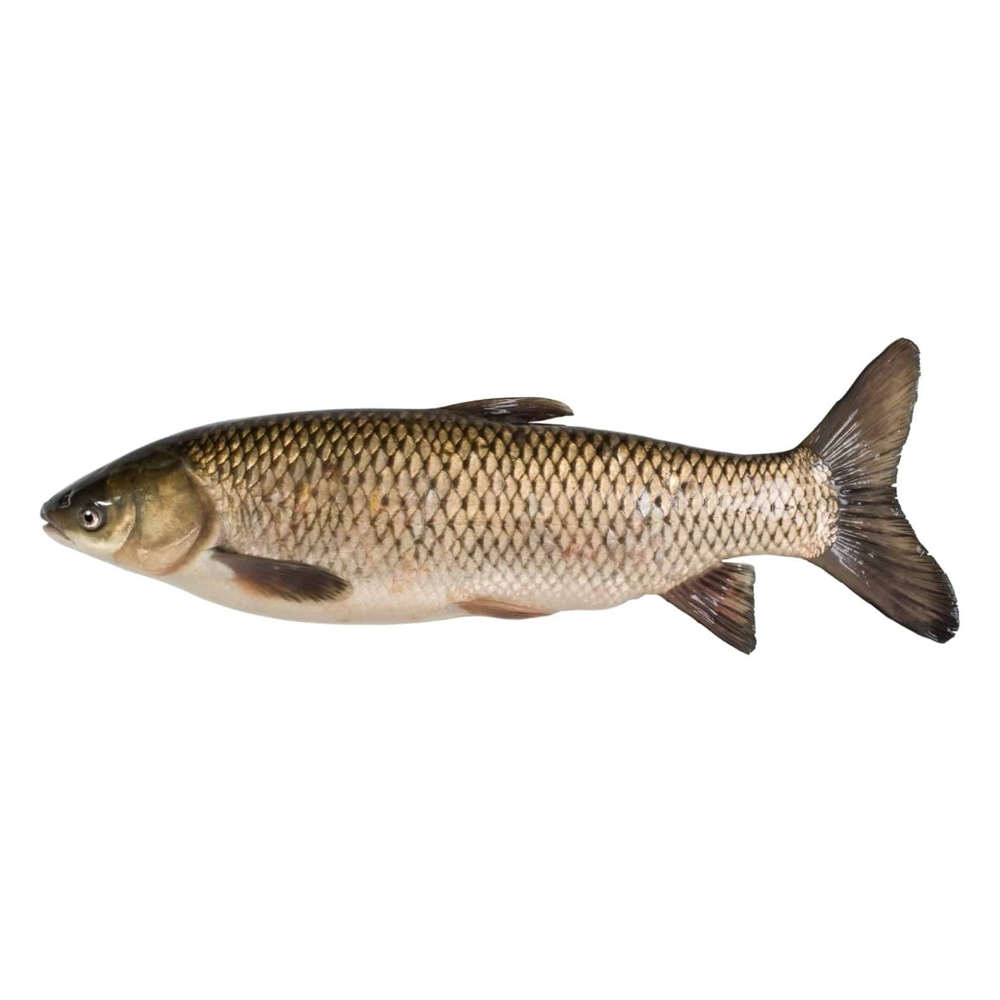 Grass Carp Fish - 1 Kg