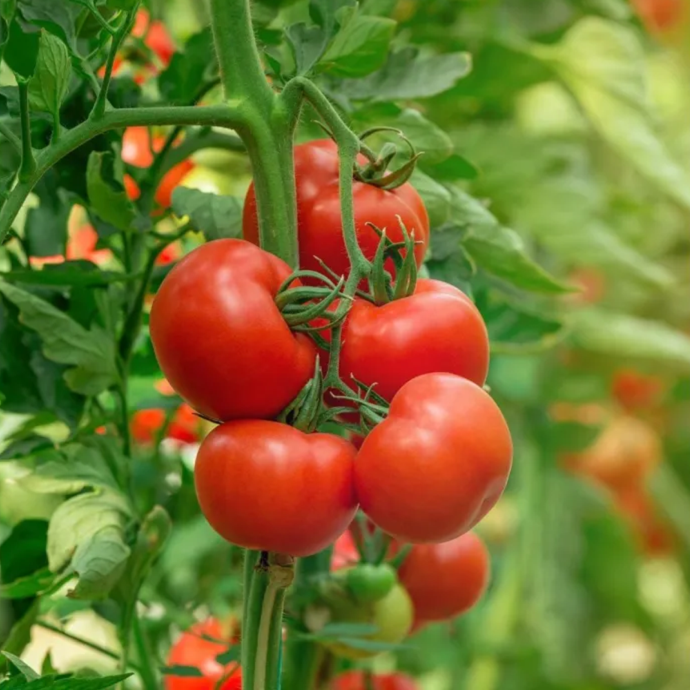 Hybrid Tomato Seeds - 100Pcs