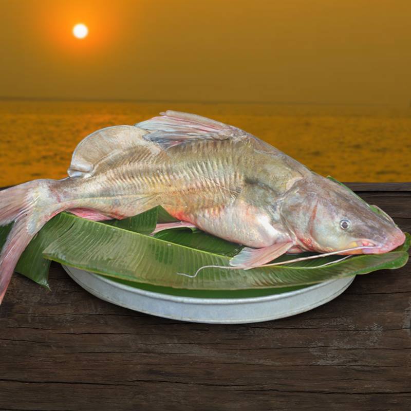 Deshi Nodir Aeyer Fish দেশী নদীর  আইড় - 1-2 kg Size