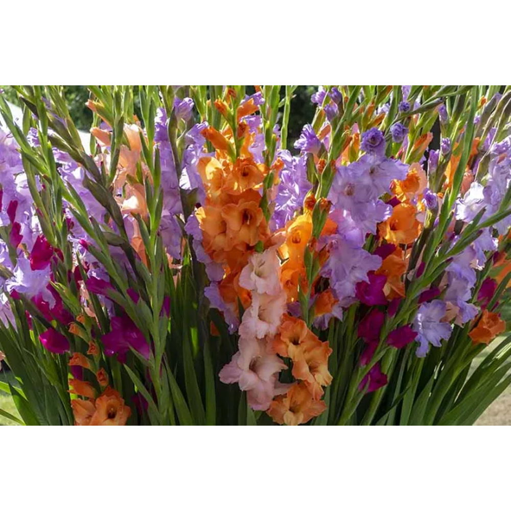 Gladiolus Flower Bulb (Large Seeds) - Mix Color - 10 Pcs