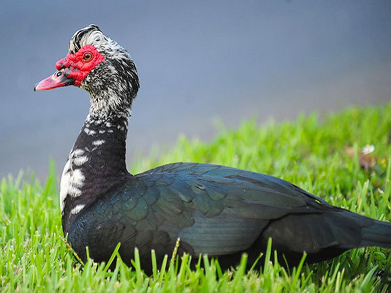 Deshi China Duck দেশী ছিনা হাঁস - 2.5kg-3.5kg - 1 kg Pack