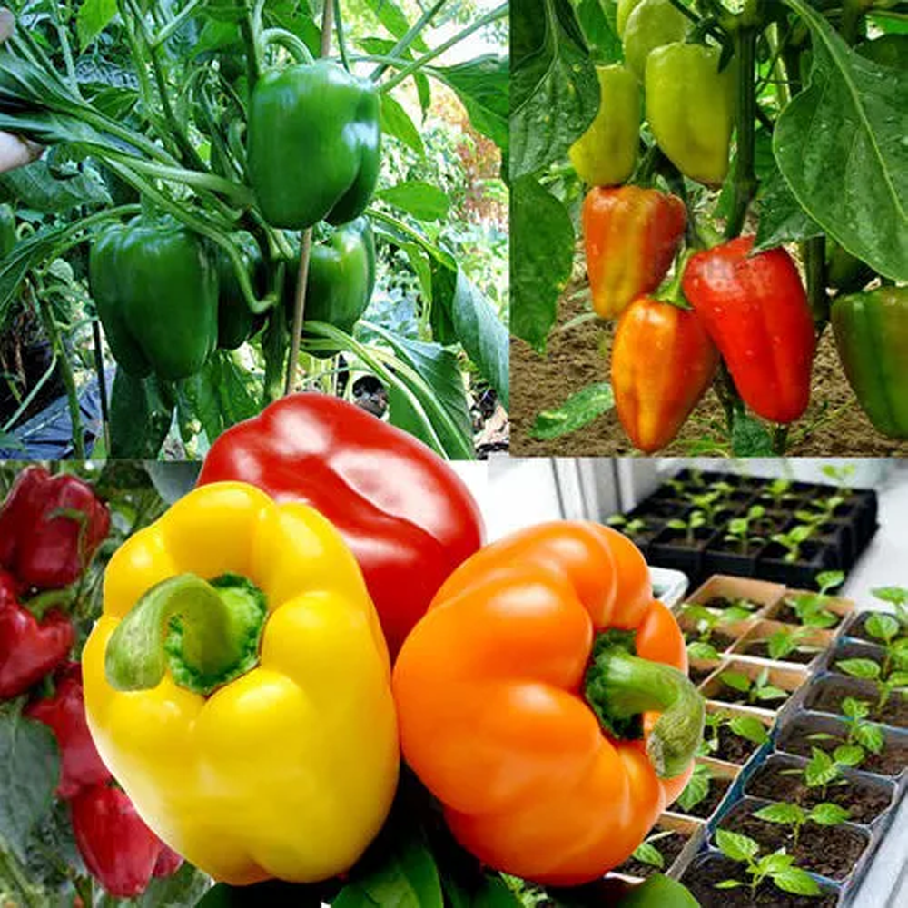 Hybrid Capsicum Mix Seed - 25 Seeds