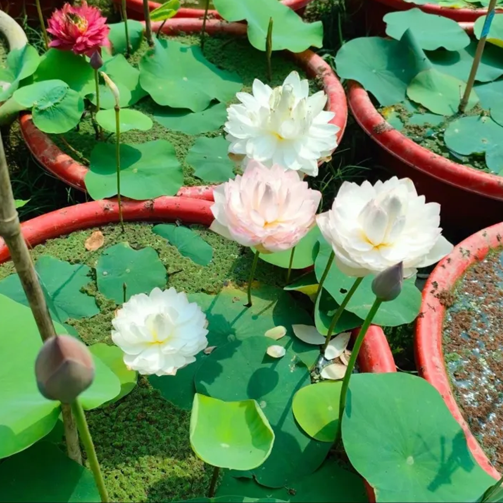 Lotus Flower Seed - 5 pcs