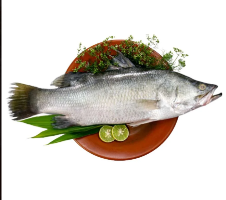 Koral Vatki Fish ঘেরের কোরাল ভেটকি - 1.5 kg Size 