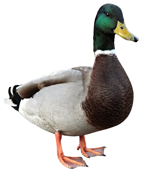 Deshi Duck - Patihash - দেশি পাতি হাঁস - 1.2kg-2.5kg - 1 kg Pack