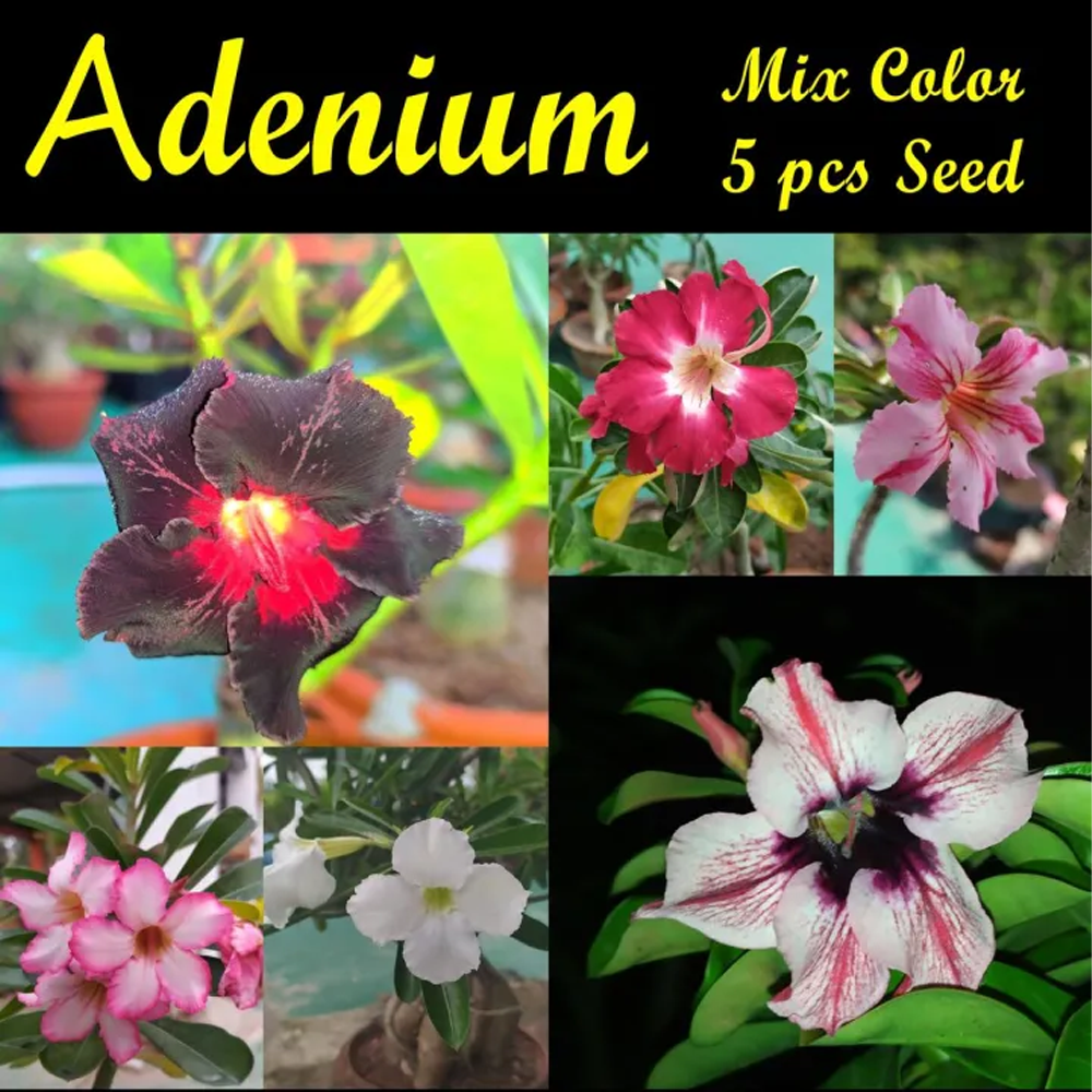 Adenium Bonsai Obesum Seed - 05 Pcs