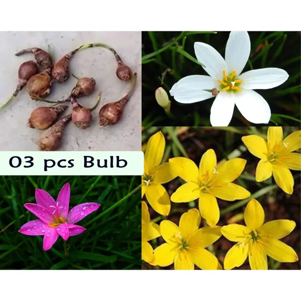 Rain Lily Flower Bulb Big Seed - 6 Pcs