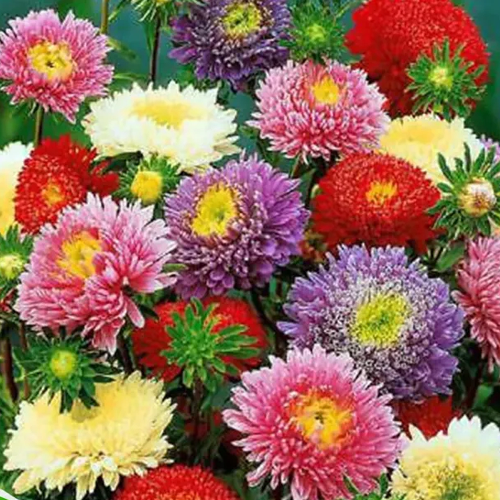 Aster Flower Seed - 25 pcs