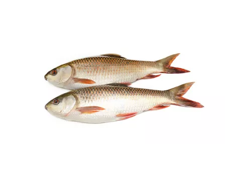 Deshi Rui - 2-3 kg