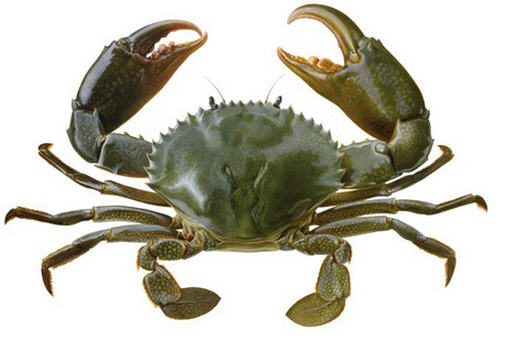 Crab কাঁকড়া - 4-6 pcs kg - 1 kg Pack