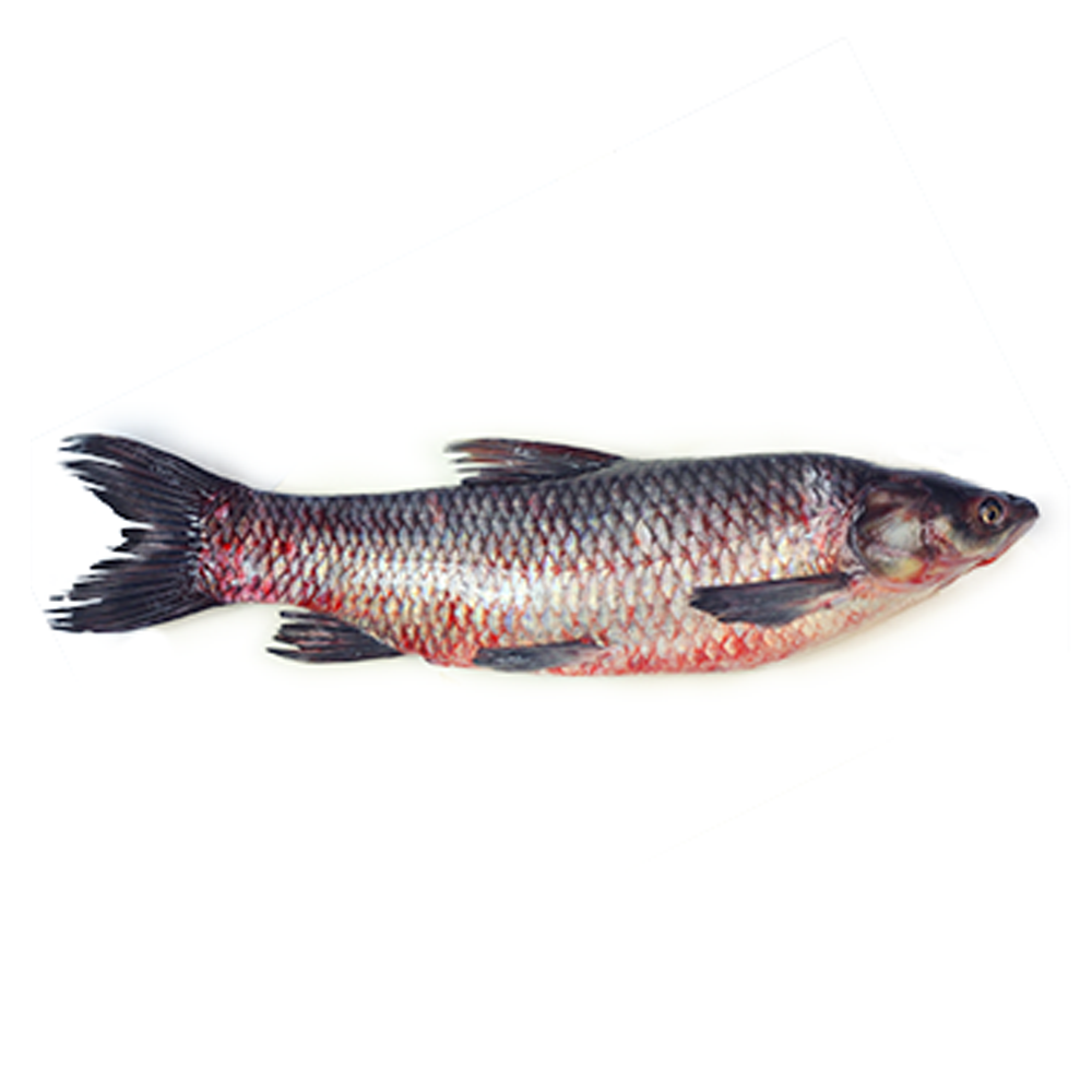 Moha Shol Fish - 1 Kg