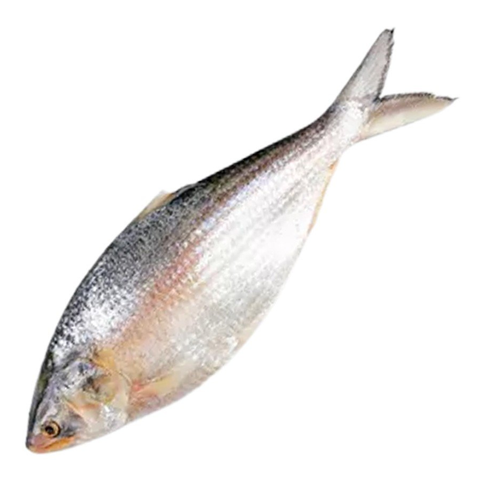 Hilsha Fish Big - 1 Kg to 1.1 Kg