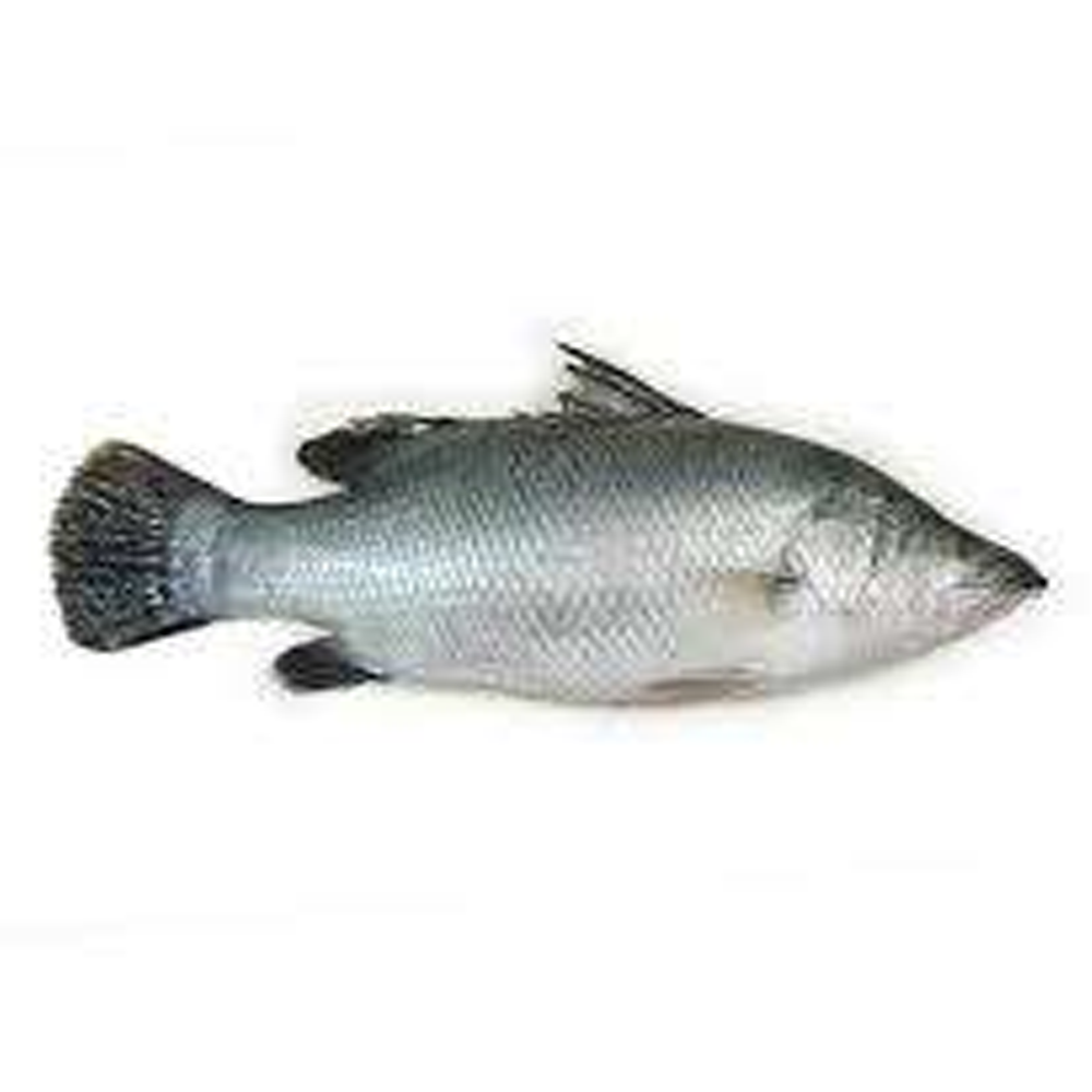 Nodir Koral Fish - 1 Kg