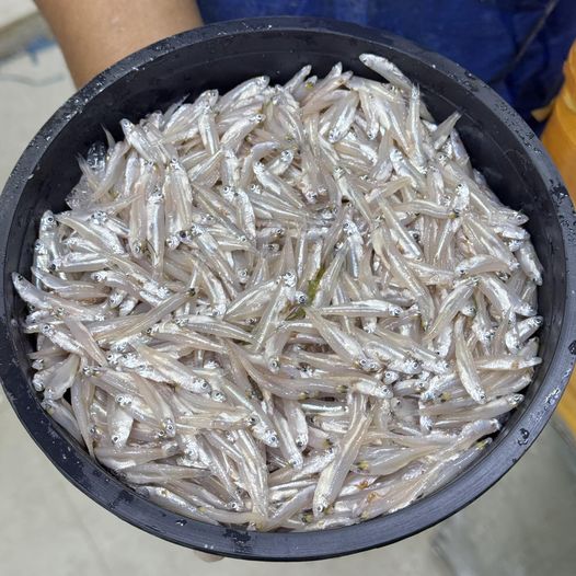 Kachki Fish কাচকি - Average - 500 gm