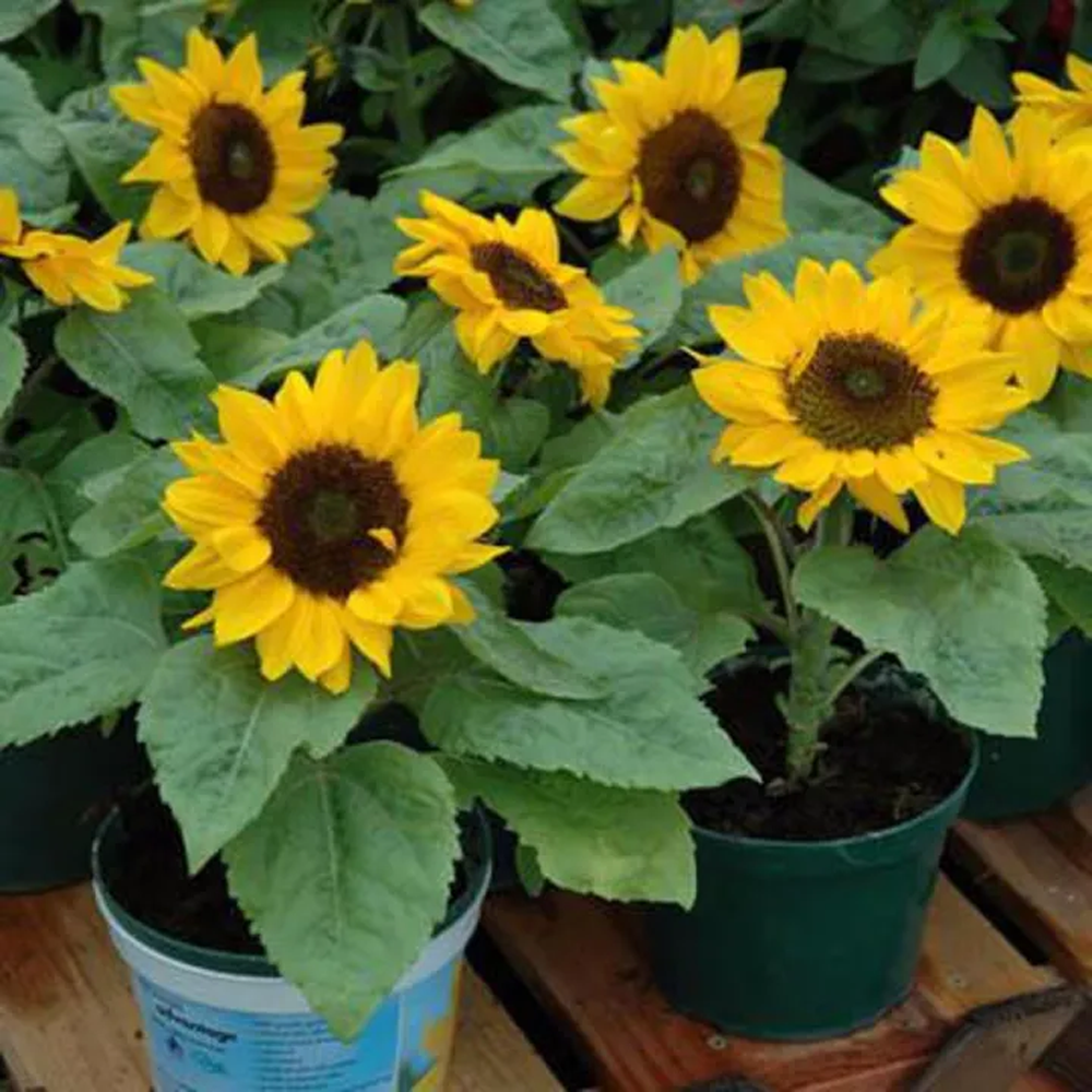 Hybrid Sunflower Seeds - 100Pcs