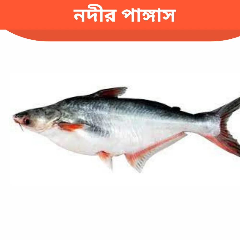 Nodir Pangash Fish - 1 Kg