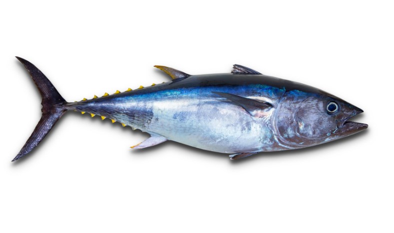 Tuna Fish টুনা - 2-3 kg pcs - 1 kg Pack