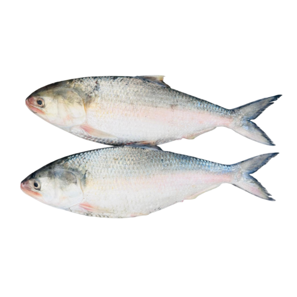 2 Pcs Chandpurer Rupali Ilish - 2kg Plus (1kg Plus Each)