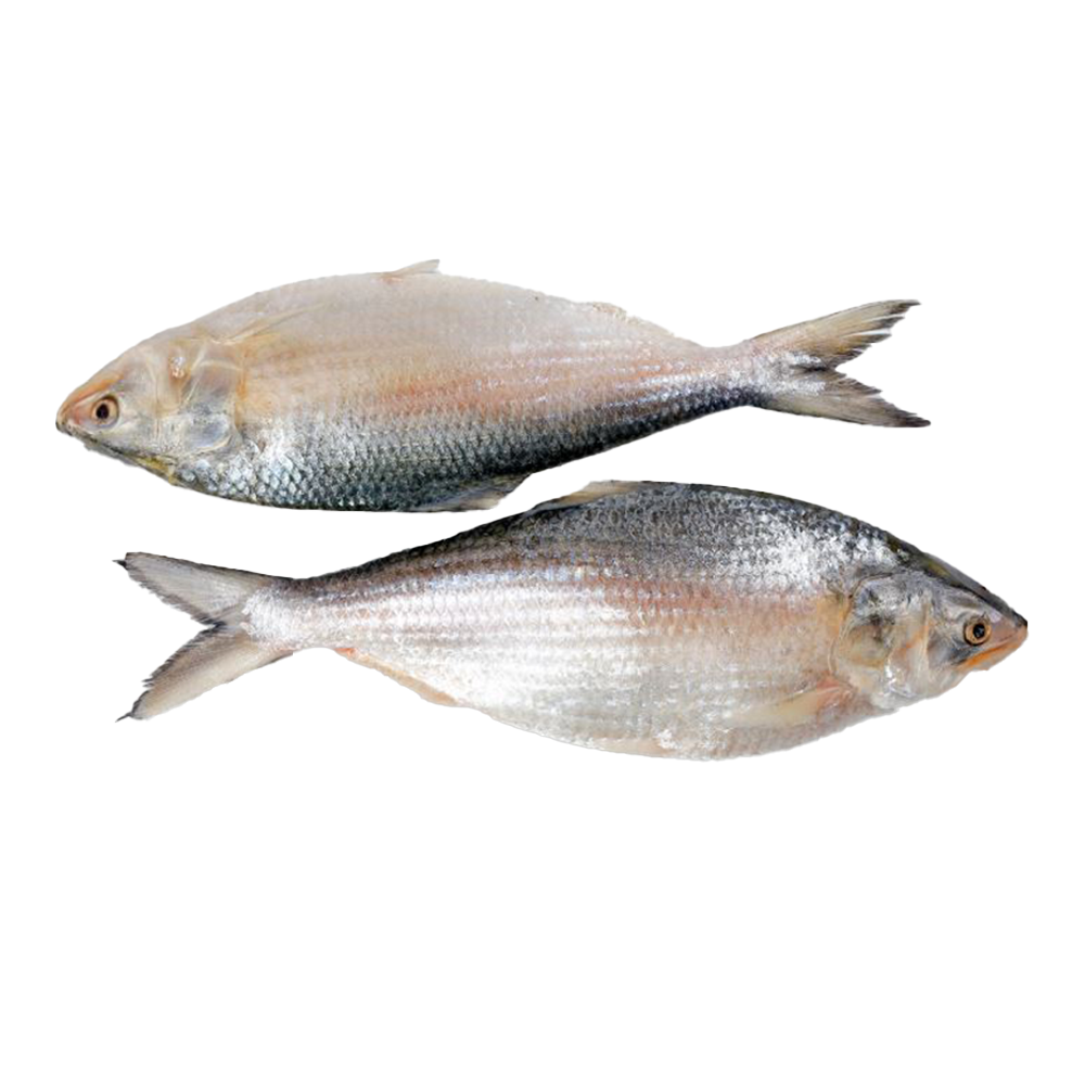 Sea Hilsha Fish - 500gm to 600gm