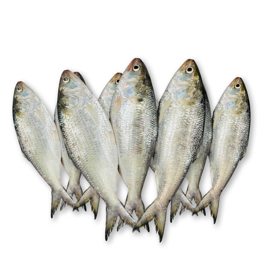 Chandpurer Rupali Ilish - 3kg (300-350gm Size)