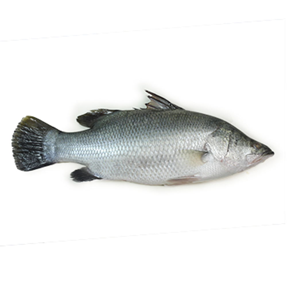 Koral Fish - 1 Kg