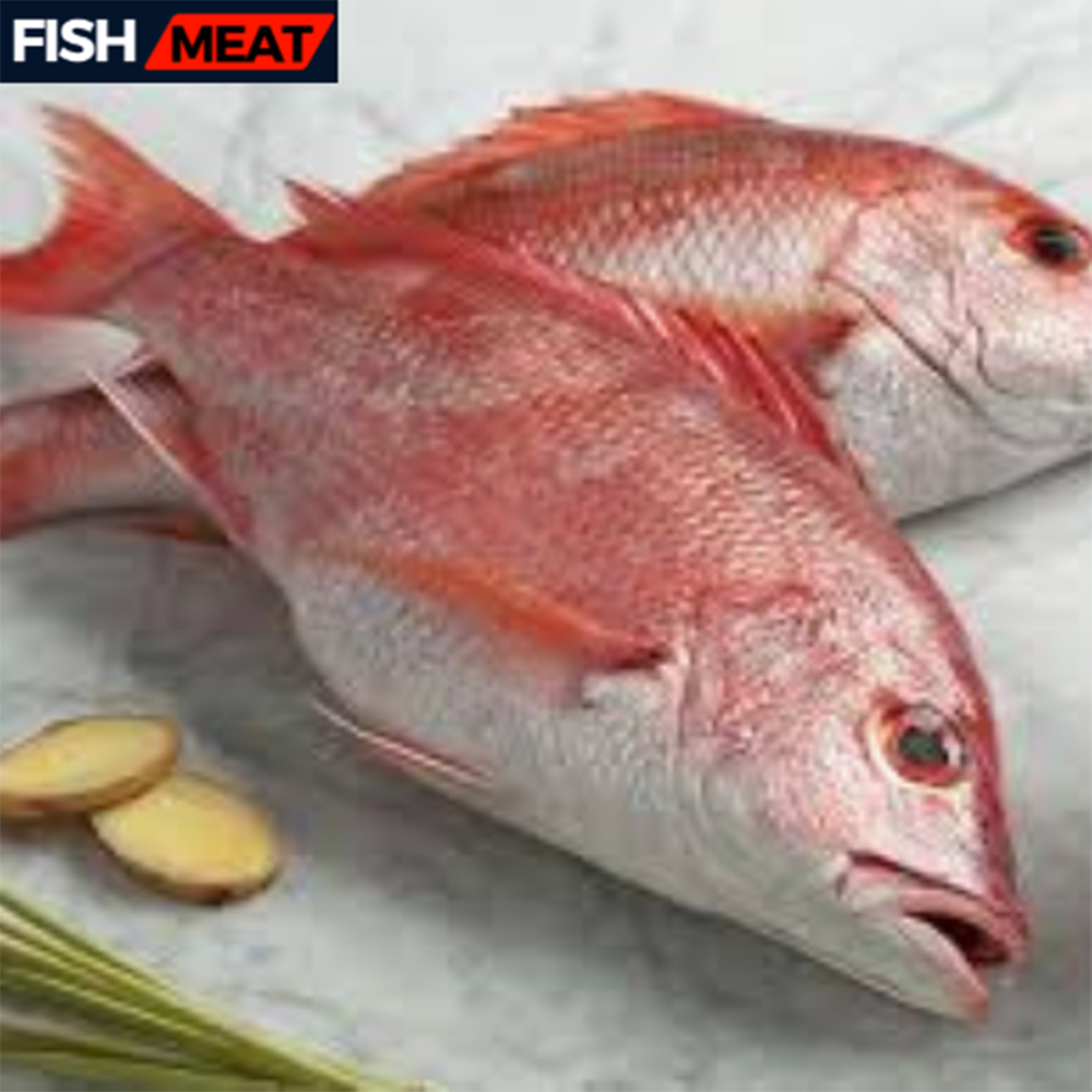 Red Snapper Koral Fish (5 kg+ Size) - 5 kg