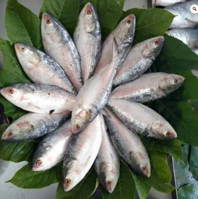 Chandpurer Rupali Ilish -1 pcs - 500 gm - 20gm Approx