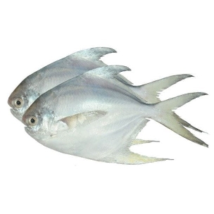Rupchanda Fish রূপচাঁদা - 6-8 pcs - 1 kg