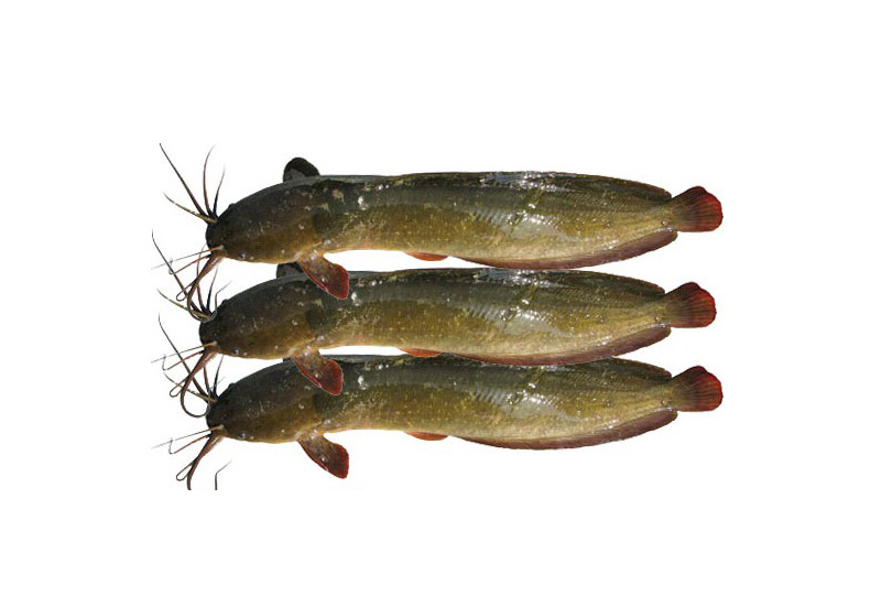 Desi Magur Fish দেশী মাগুর - 4-6 pcs - 1kg