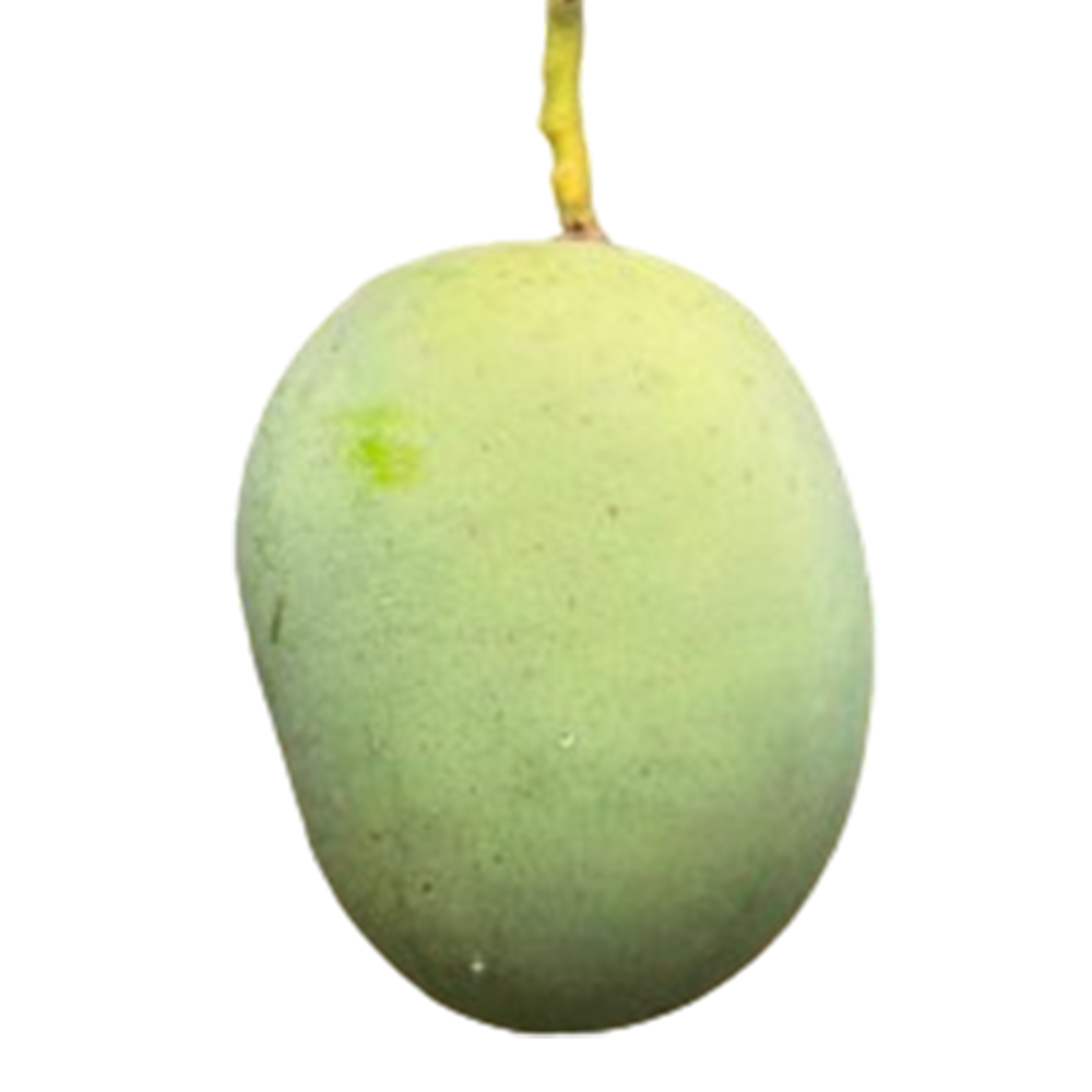 Langra Mango - 10 Kg