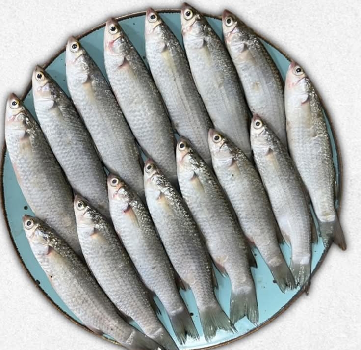 Parse Fish পারশে - 15-20 Pcs - 1kg