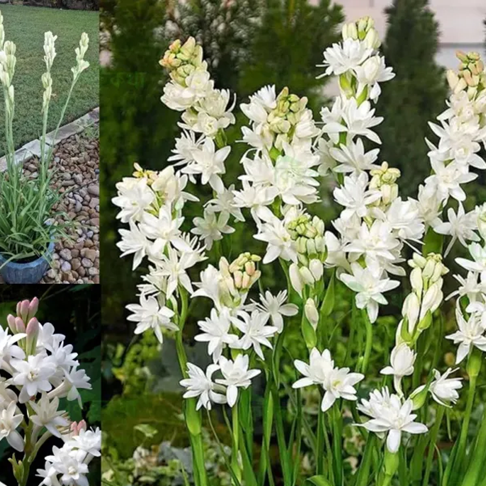 Tuberose Flower Bulb Big Seed - 10 Pcs