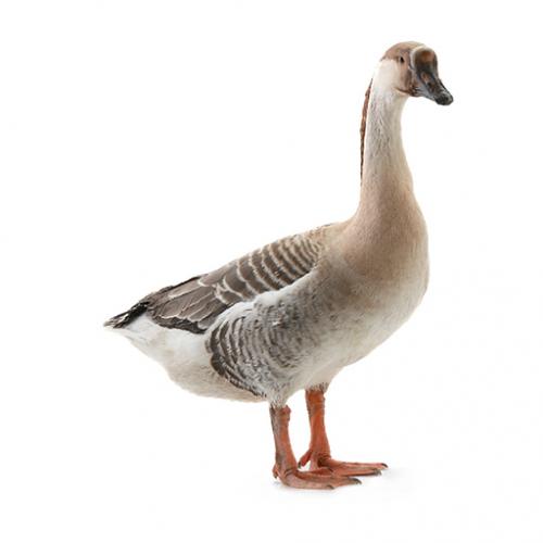 Swan রাজহাঁস - 2-4 kg - 1 kg Pack 
