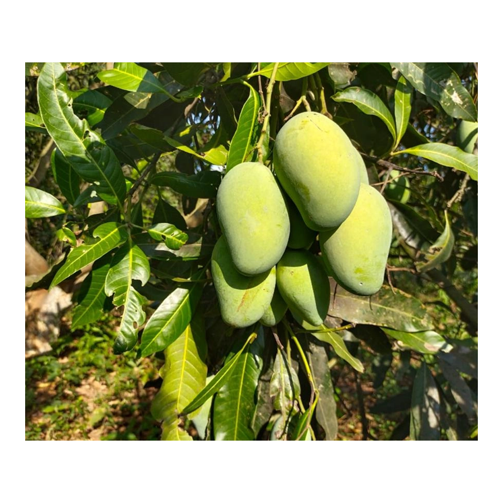 product image2