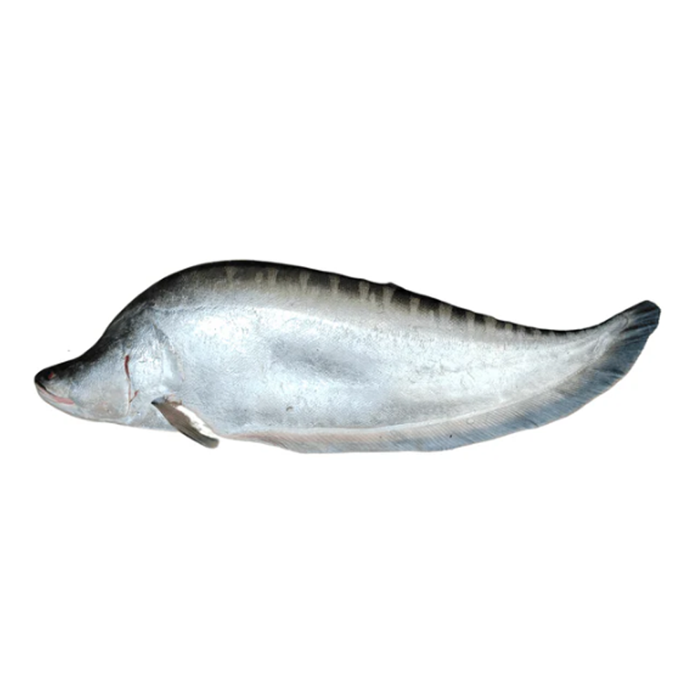 Chitol Fish - 1 Kg