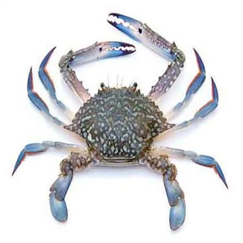 Whole Blue Crab - 1 Kg