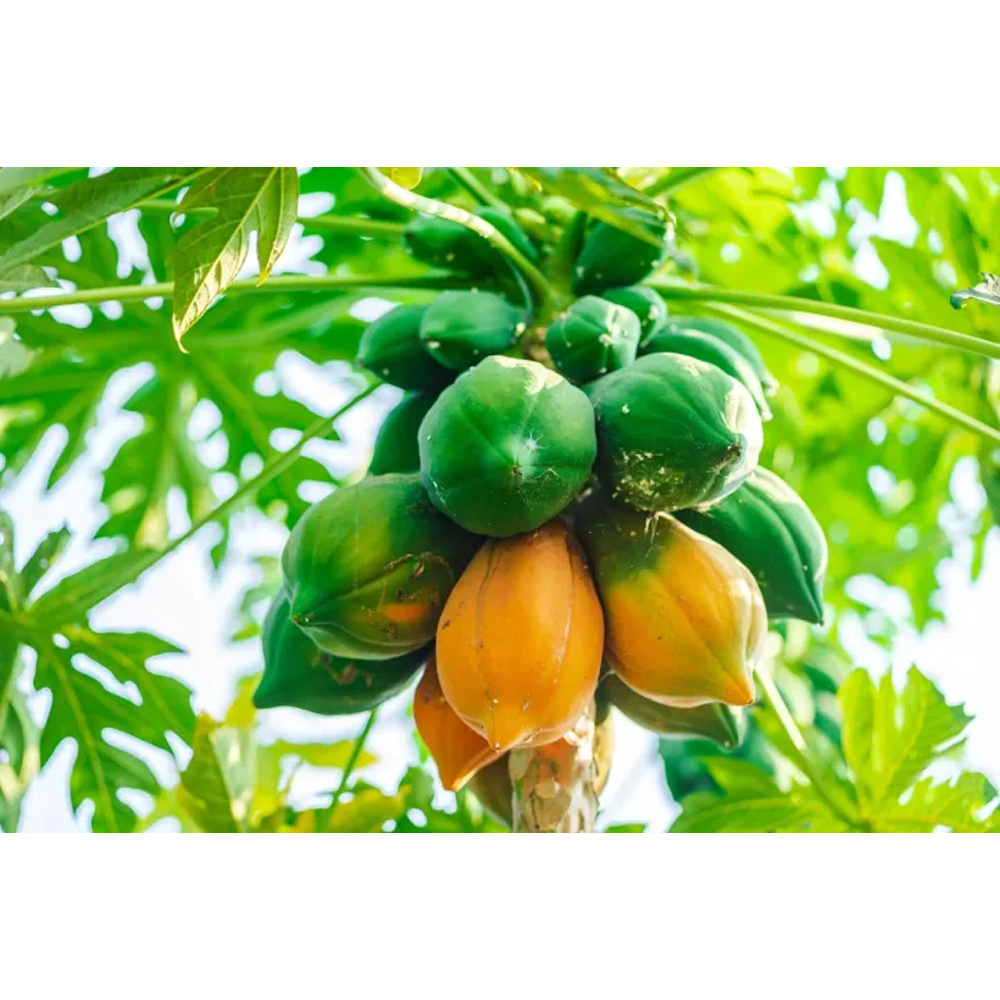 Papaya Seeds - 25 Pcs