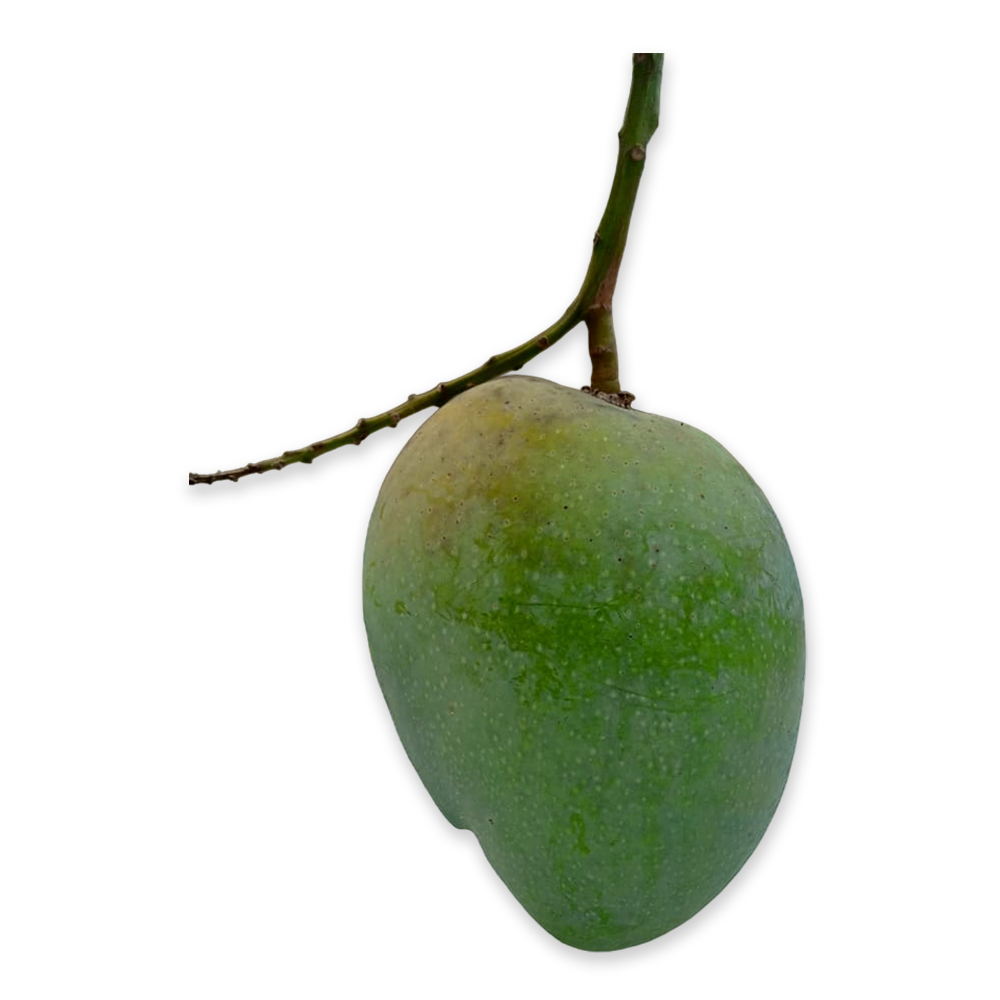 Lokhna Mango - 10 Kg