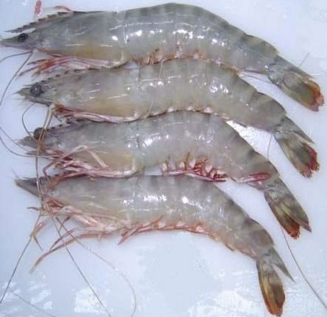 Chaka Chingri চাকা চিংড়ী - Big Size - 1Kg Pack