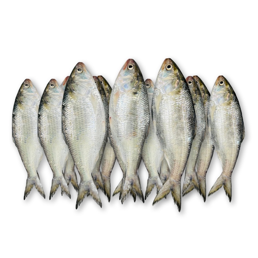 Chandpurer Rupali Ilish - 5kg (300-350gm Size)