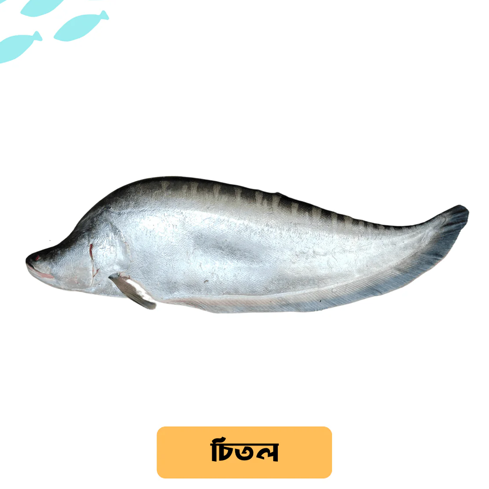 Nodir Chitol Fish - 1 Kg